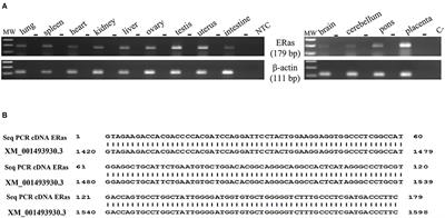 ERAS Is Constitutively Expressed in the Tissues of Adult Horses and May Be a Key Player in Basal Autophagy